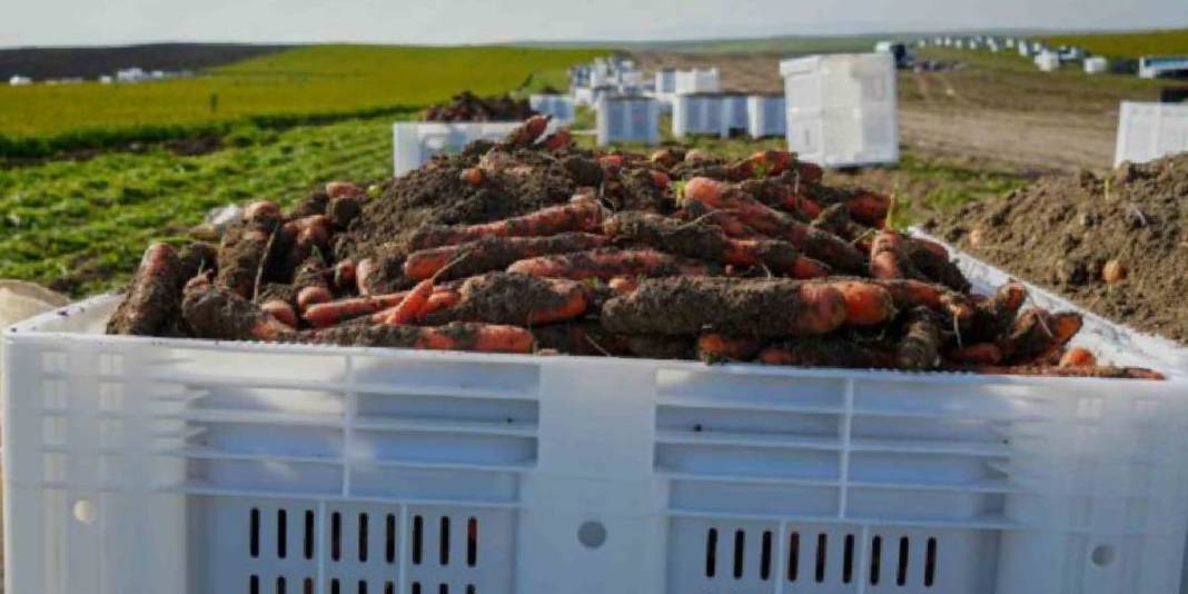 Ankara’da yoğun mesaili hasat vakti! Dönüm başına 10 ton verim bekleniyor: ‘Kalitesi, albenisi, tadı çok farklı’ 5
